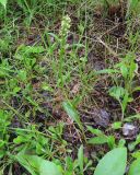 Pseudorchis albida. Цветущее растение. Коми, г. Печора, смешанный лес на окраине Печоры. 29.06.2016.