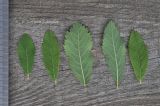 View full-size image Spiraea × billardii