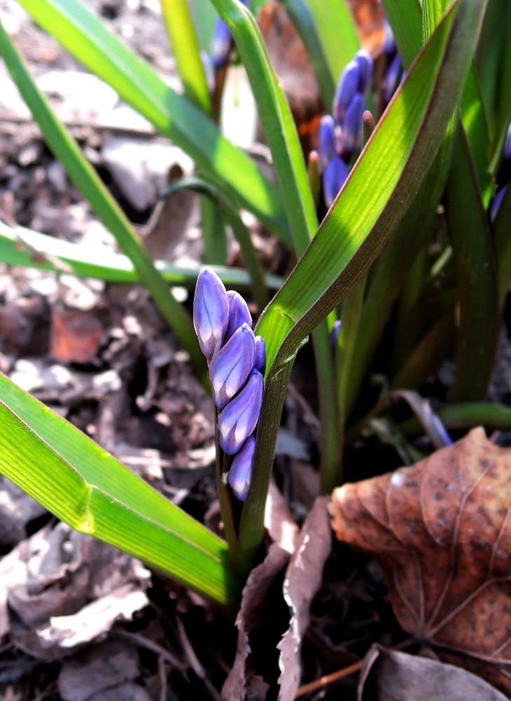 Изображение особи Chionodoxa forbesii.