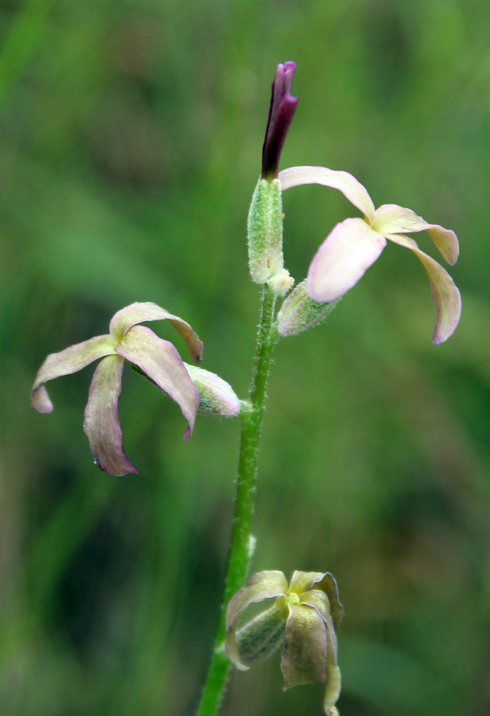 Image of Matthiola caspica specimen.