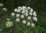 Angelica pachyptera