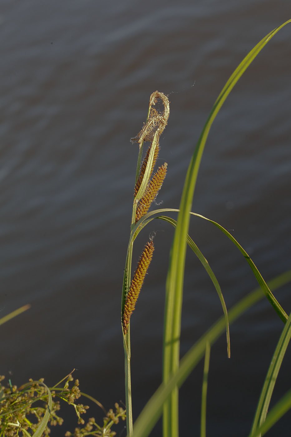 Изображение особи Carex acuta.