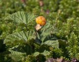 Rubus chamaemorus