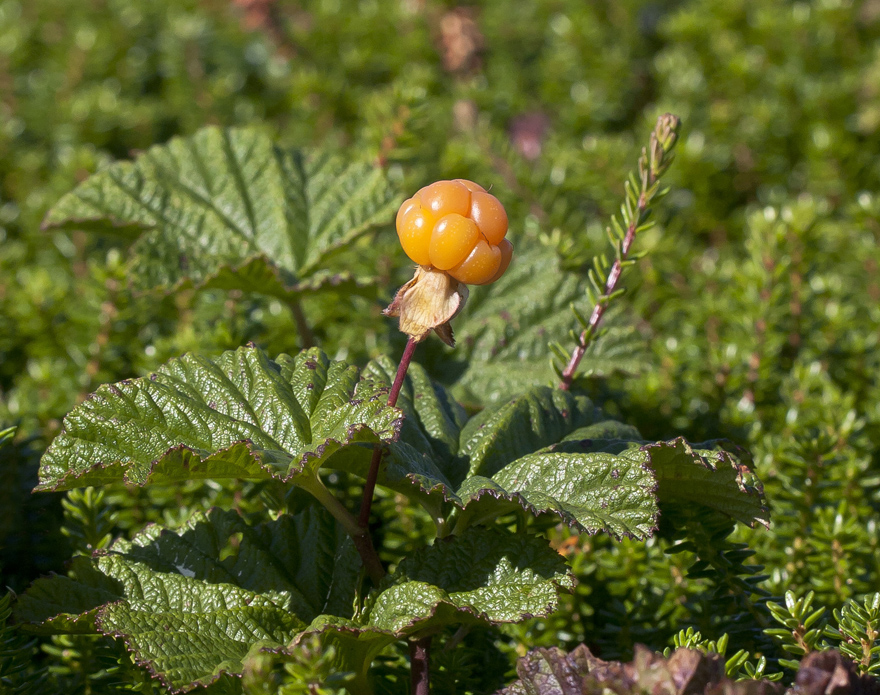 Изображение особи Rubus chamaemorus.
