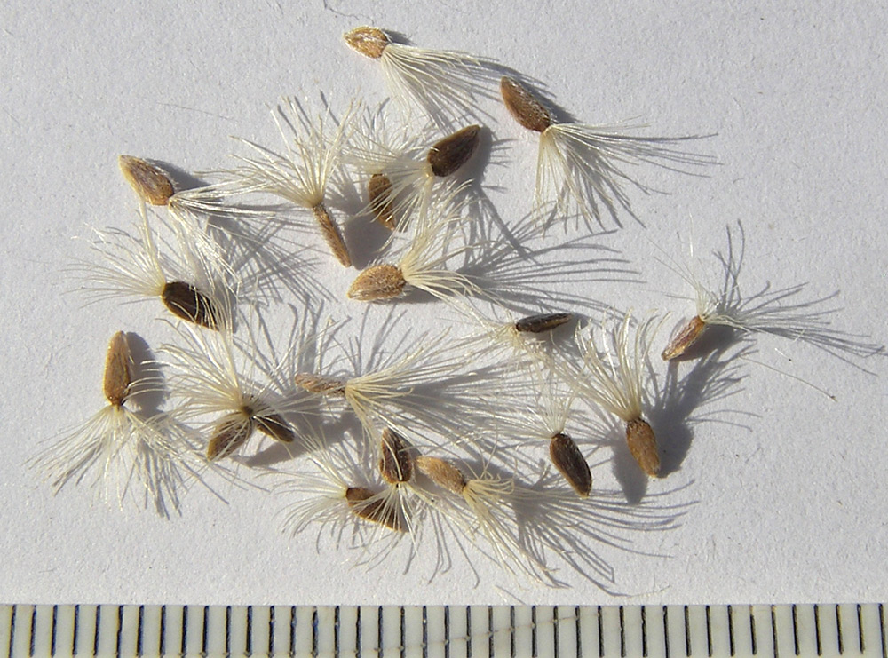Image of Aster bessarabicus specimen.