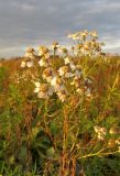 Achillea cartilaginea. Верхушка цветущего растения. Кемеровская обл., г. Белово, пойма р. Малый Бачат, заливной разнотравный луг. 21.08.2016.