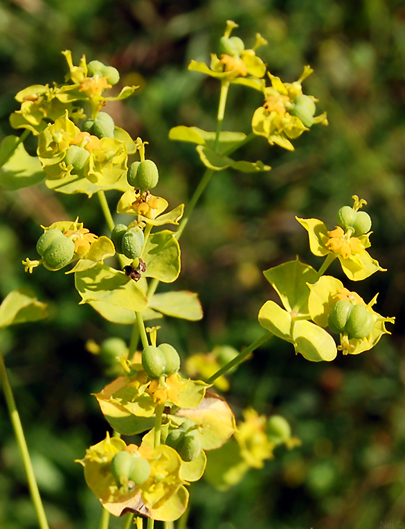 Изображение особи Euphorbia virgata.