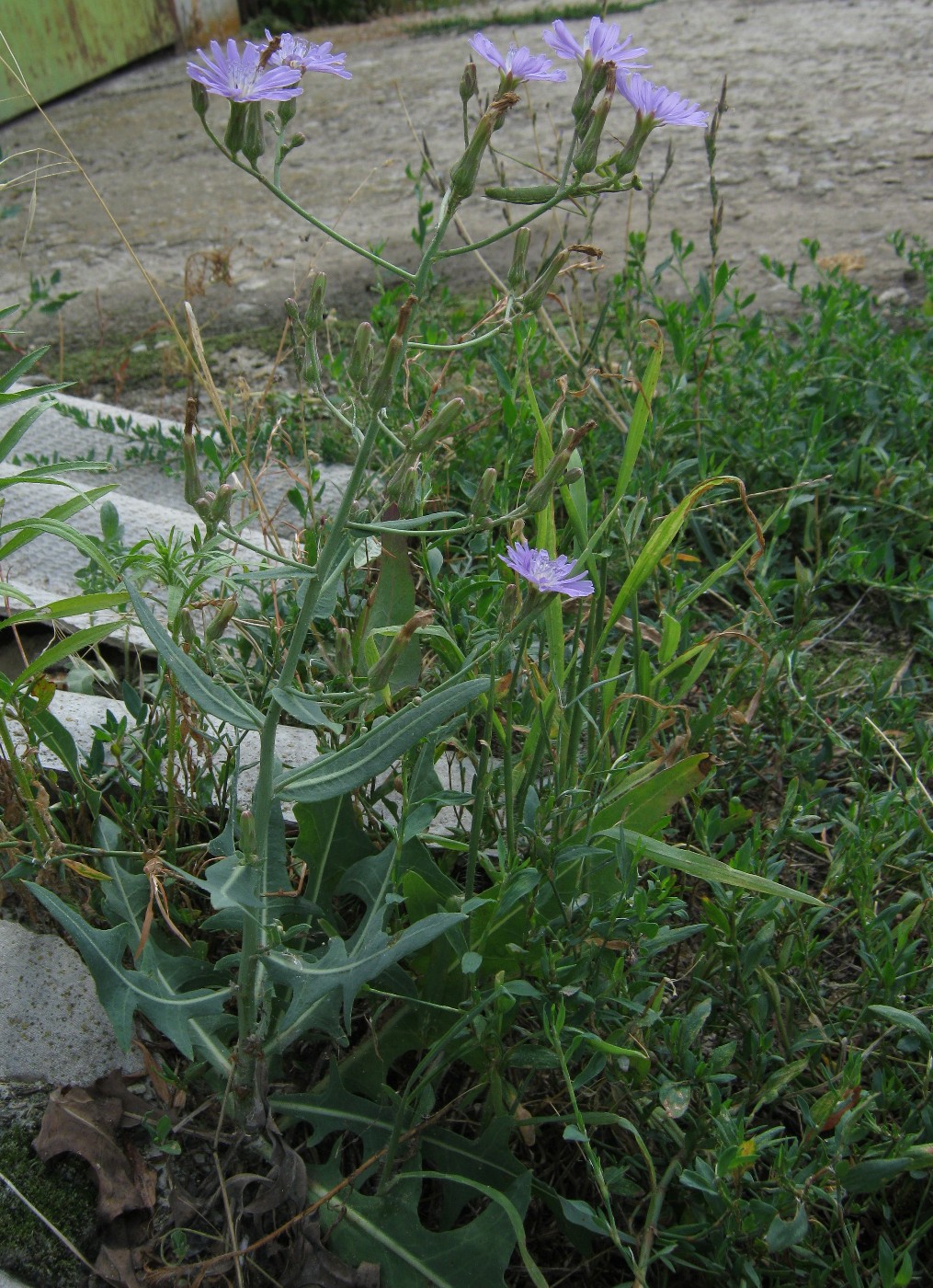Image of Lactuca tatarica specimen.