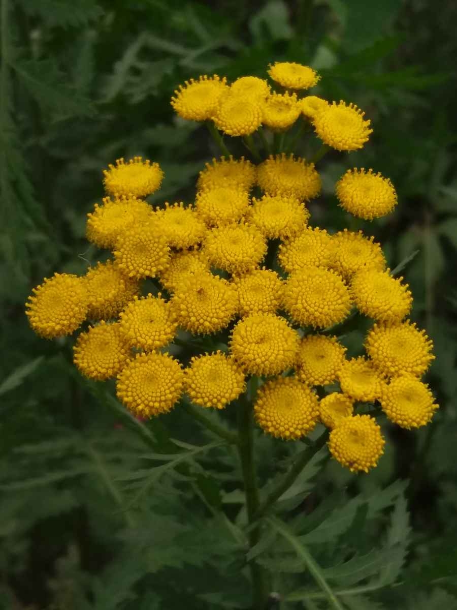 Изображение особи Tanacetum vulgare.