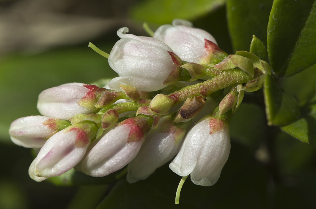Image of Vaccinium vitis-idaea specimen.