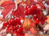 Viburnum opulus