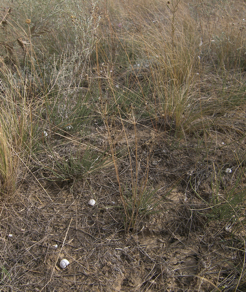 Image of Allium inaequale specimen.