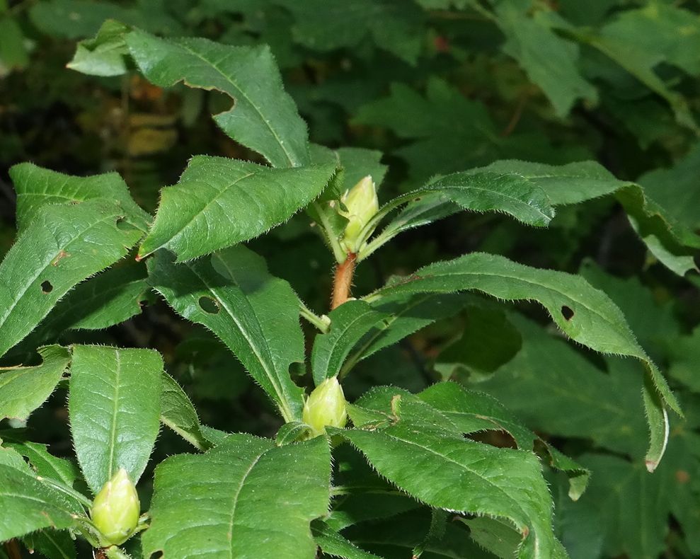 Изображение особи Rhododendron luteum.