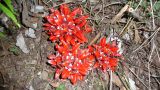 Zingiber chrysanthum