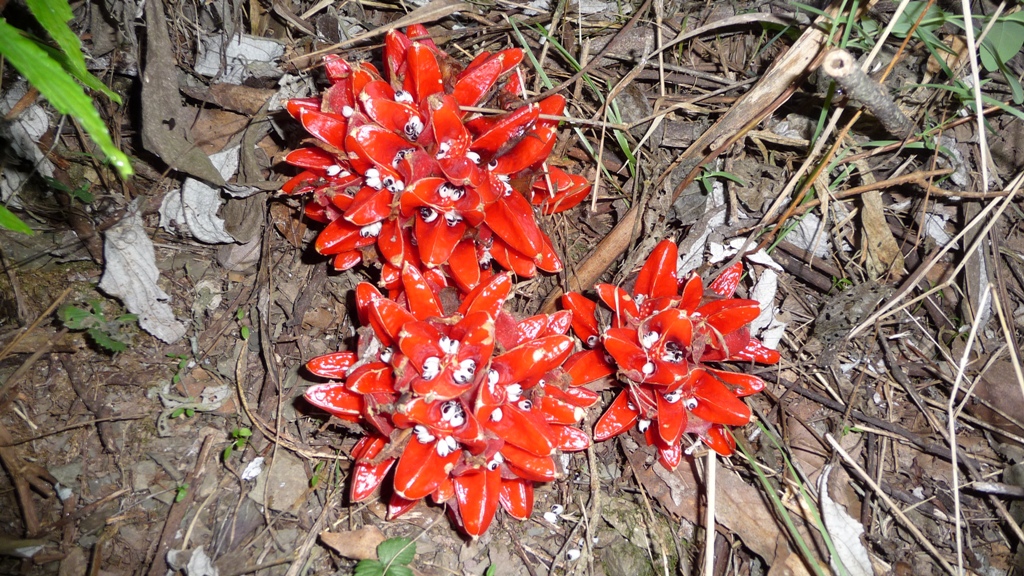 Изображение особи Zingiber chrysanthum.