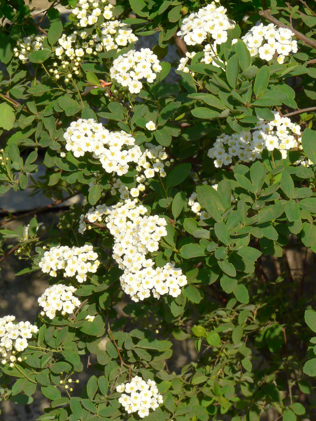 Изображение особи Spiraea &times; vanhouttei.