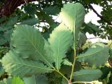 Quercus mongolica