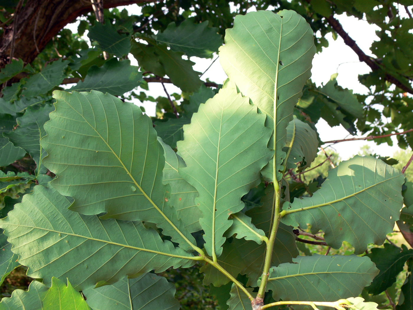 Изображение особи Quercus mongolica.