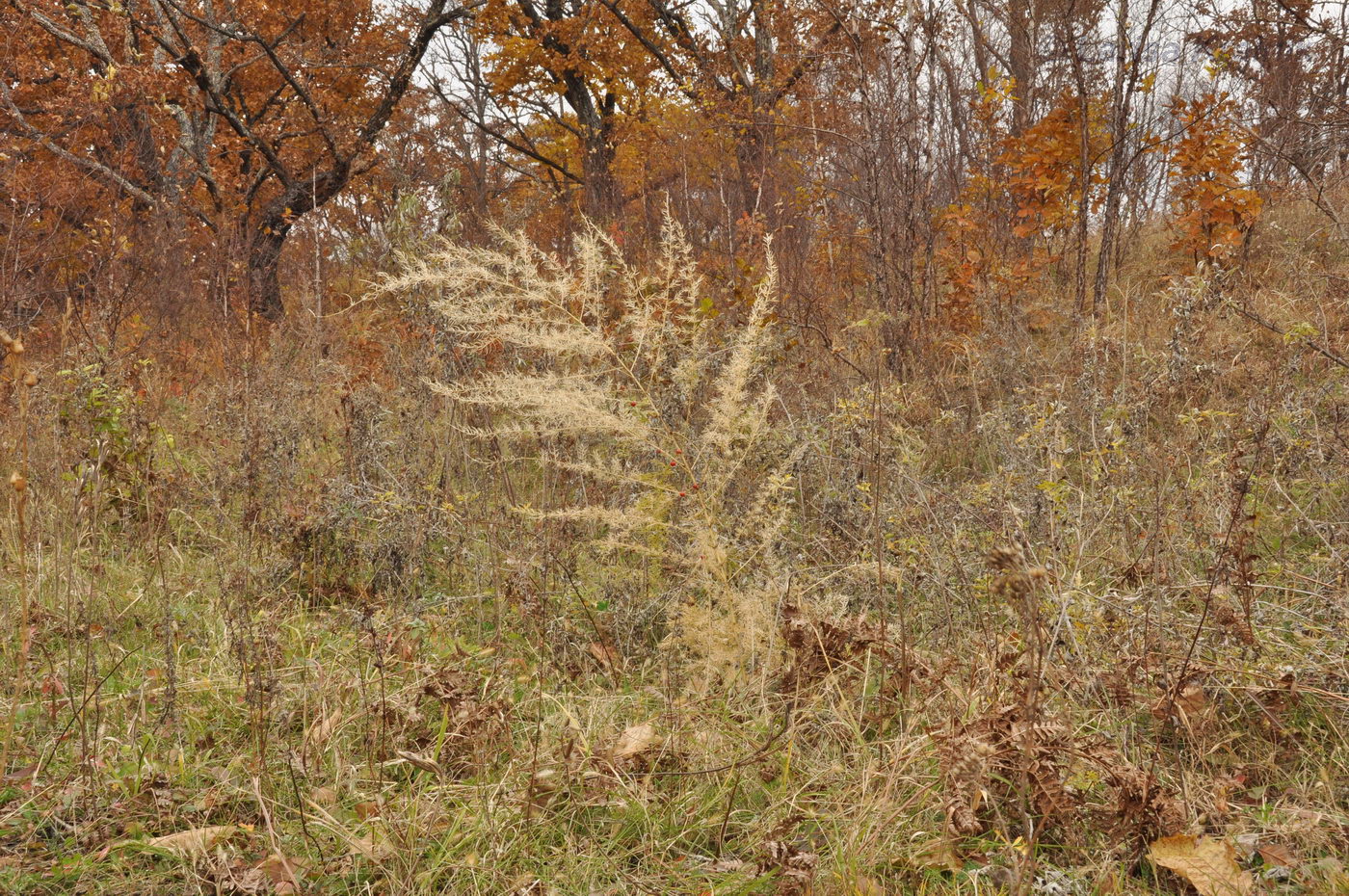 Изображение особи Asparagus schoberioides.