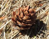 Larix sukaczewii