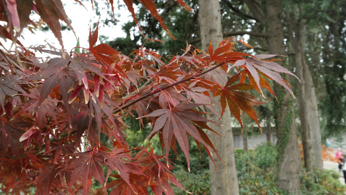 Image of Acer palmatum specimen.