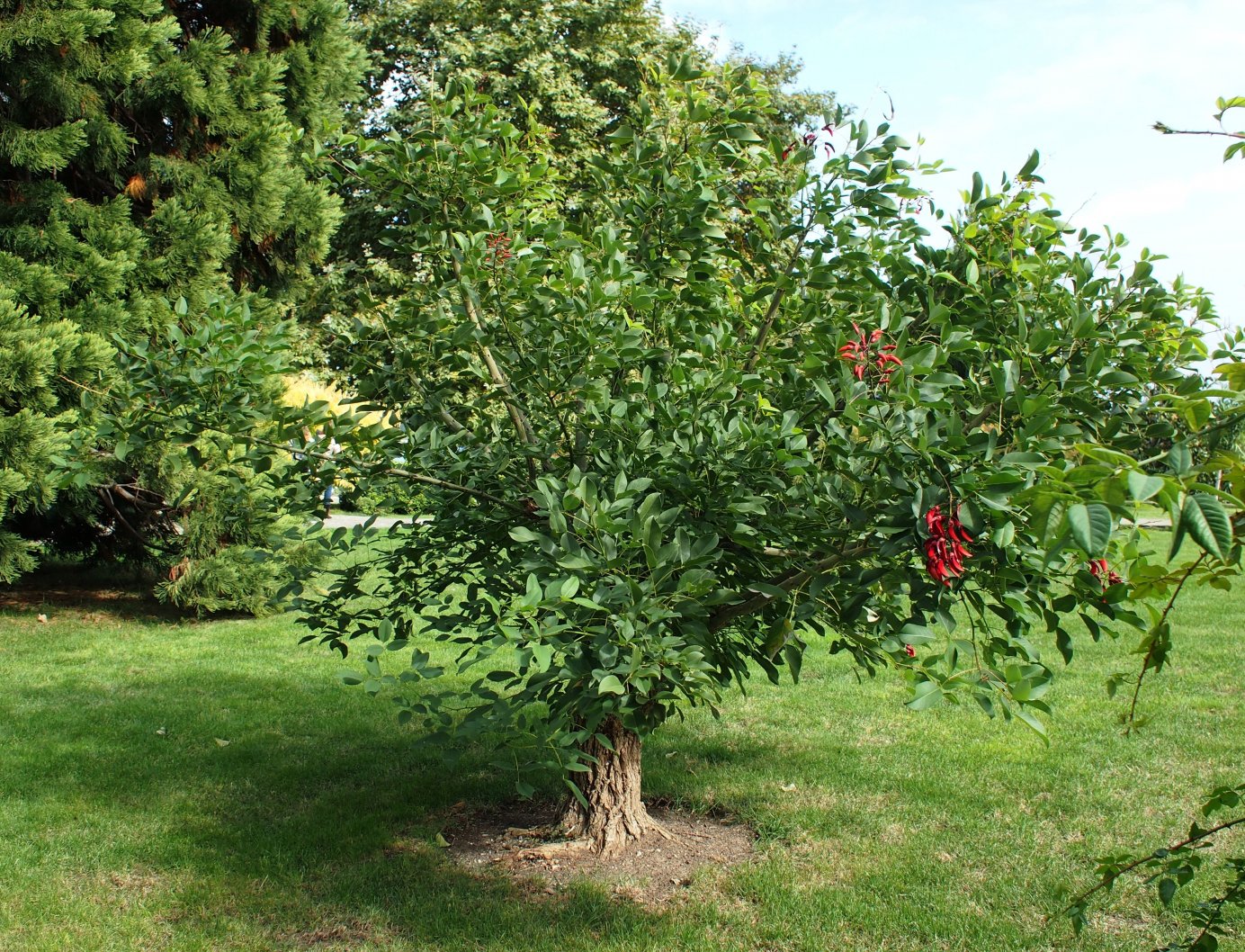 Image of Erythrina crista-galli specimen.