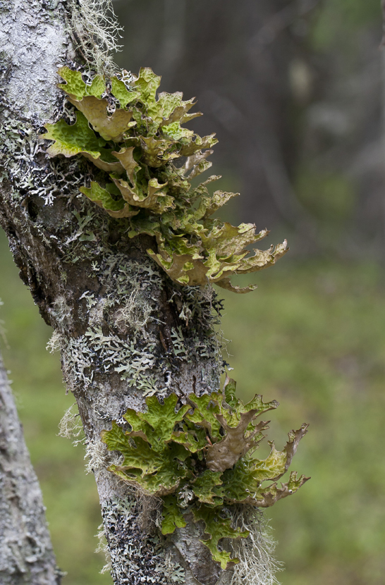 Image of Lobaria pulmonaria specimen.