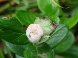 Vaccinium vitis-idaea. Верхушка побега, поражённого паразитическим грибом Exobasidium vaccinii. Иркутская обл., Шелеховский р-н, окр. пос. Глубокая, лес. 19.07.2016.