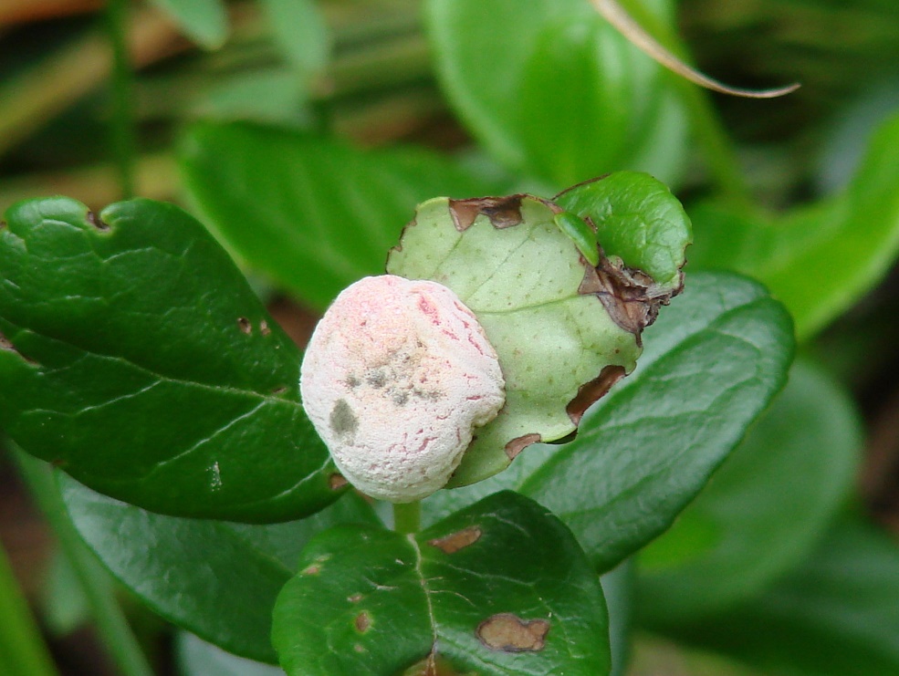 Изображение особи Vaccinium vitis-idaea.