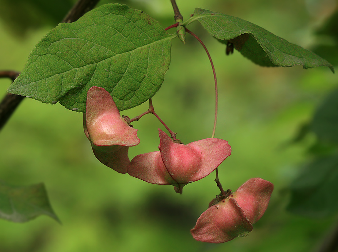 Image of Euonymus miniatus specimen.