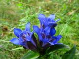 Gentiana septemfida