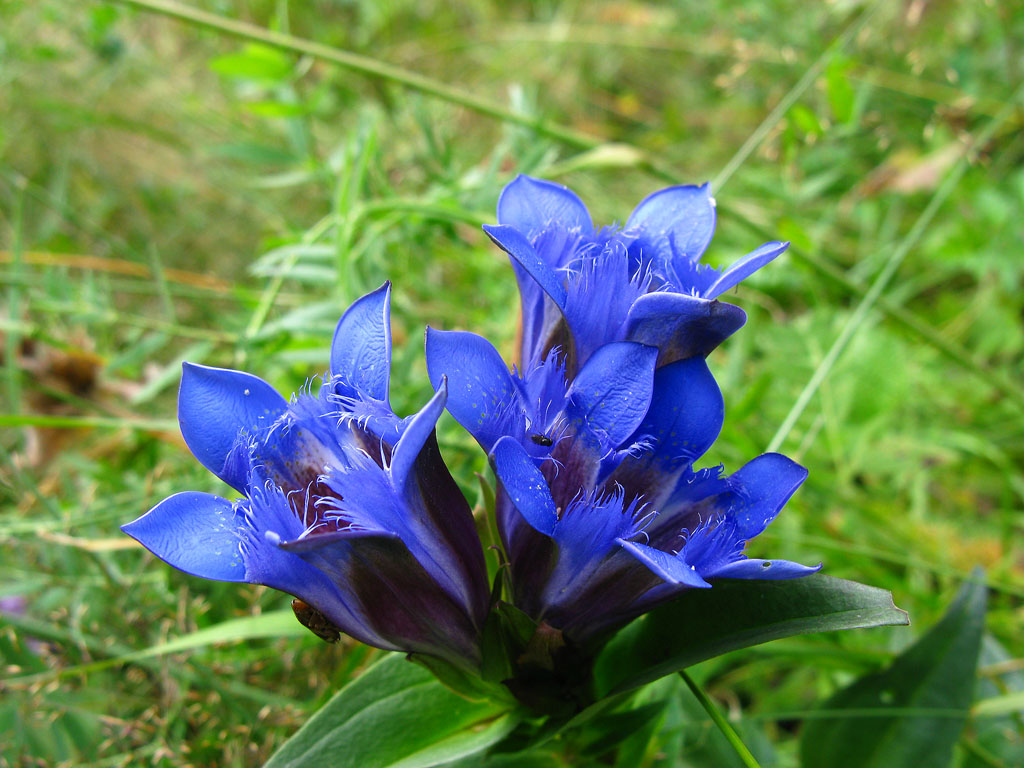 Image of Gentiana septemfida specimen.