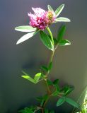 Trifolium medium