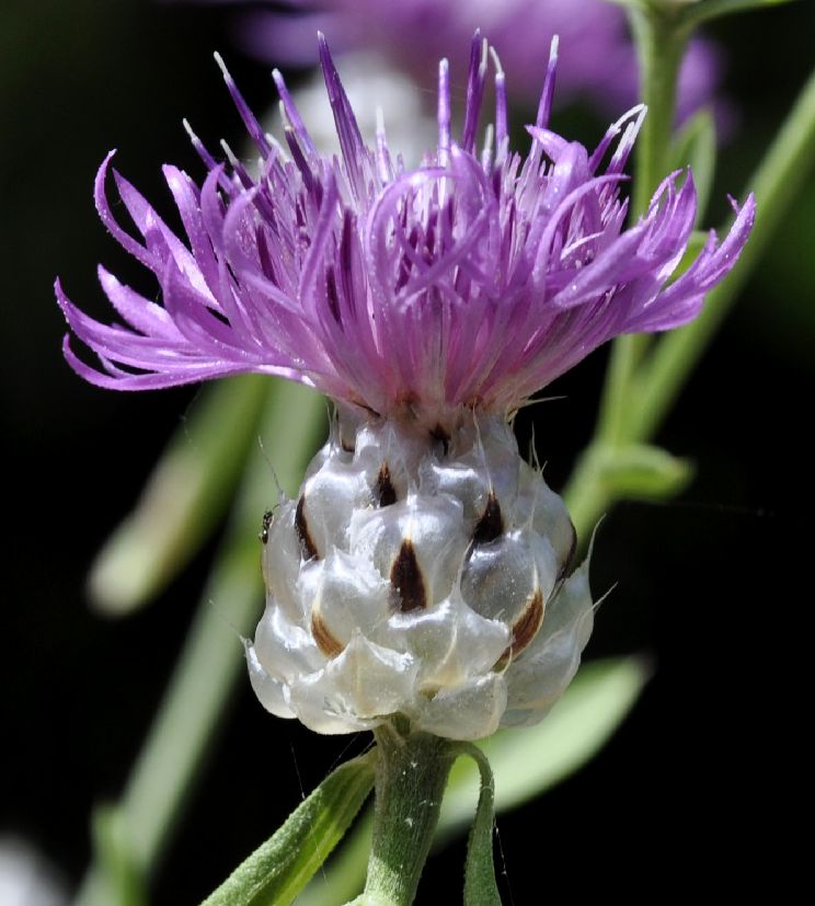 Изображение особи Centaurea deusta.