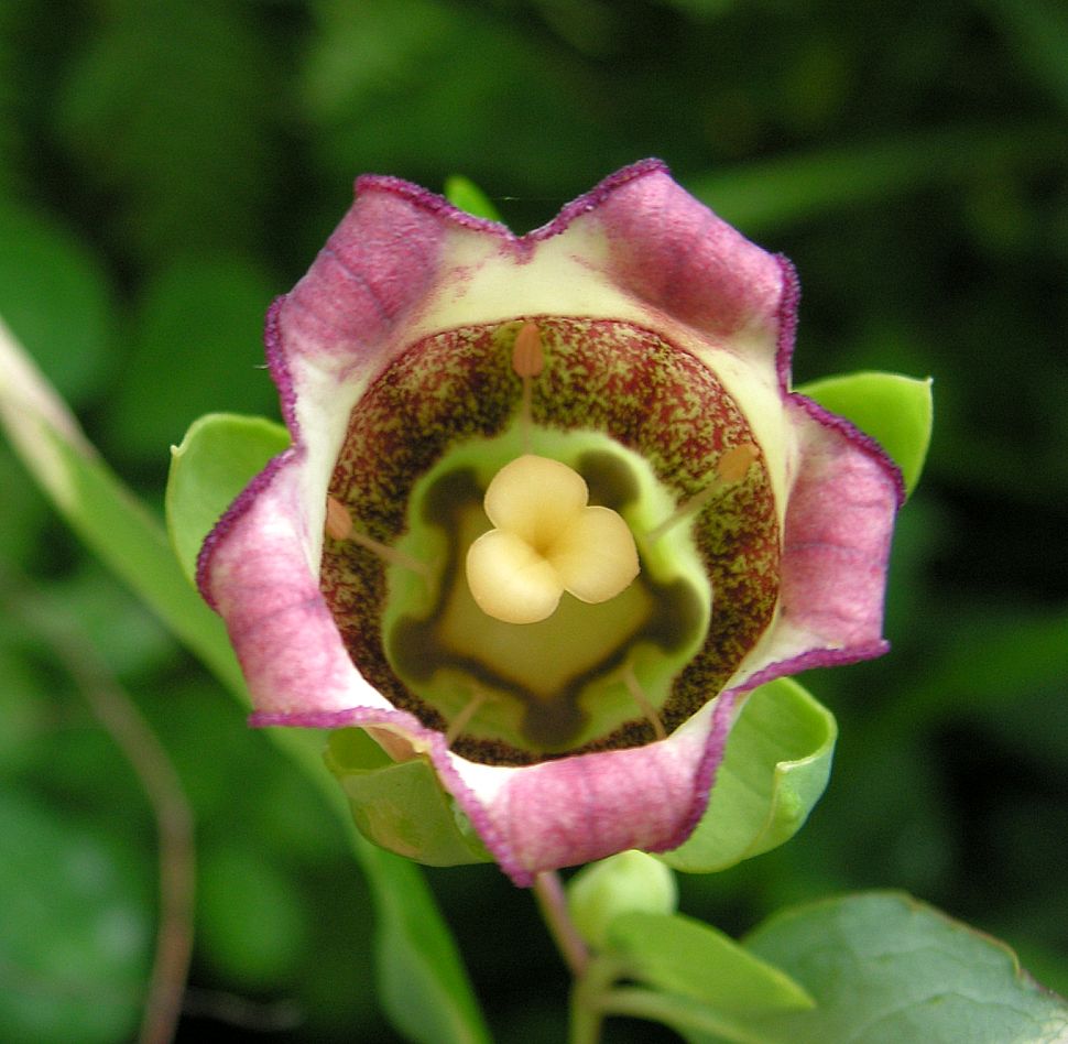 Image of Codonopsis lanceolata specimen.