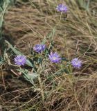 Lactuca tatarica. Цветущее растение. Южный Урал, Челябинская обл., Аркаим. 18.07.2008.