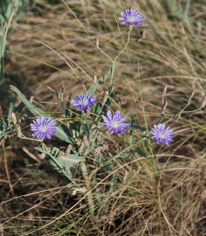 Изображение особи Lactuca tatarica.