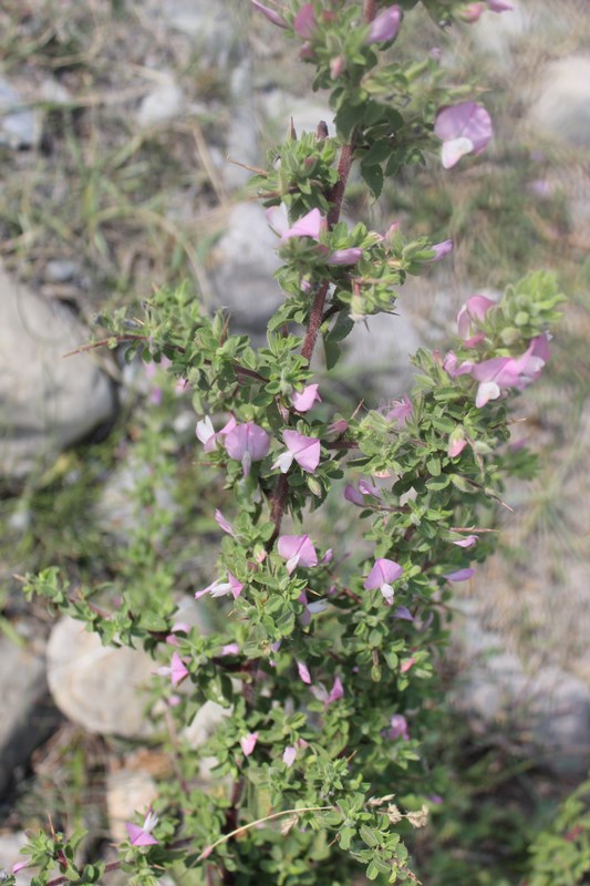 Image of Ononis arvensis ssp. spinescens specimen.