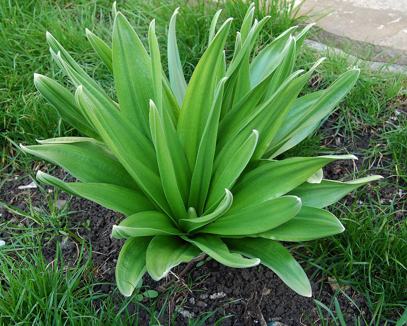 Изображение особи Eremurus robustus.