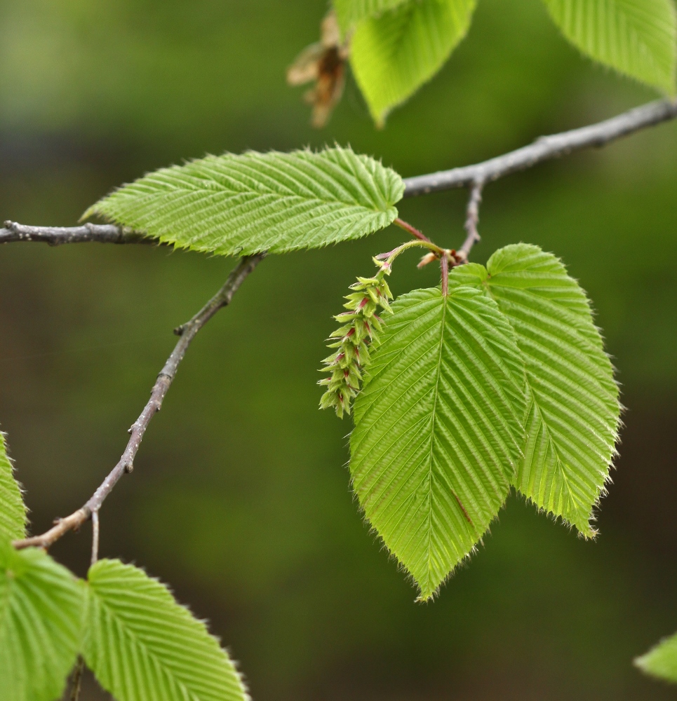 Изображение особи Carpinus cordata.