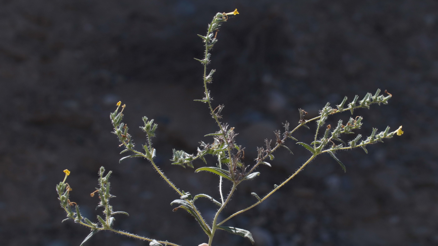 Изображение особи Arnebia coerulea.