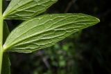 Valeriana officinalis