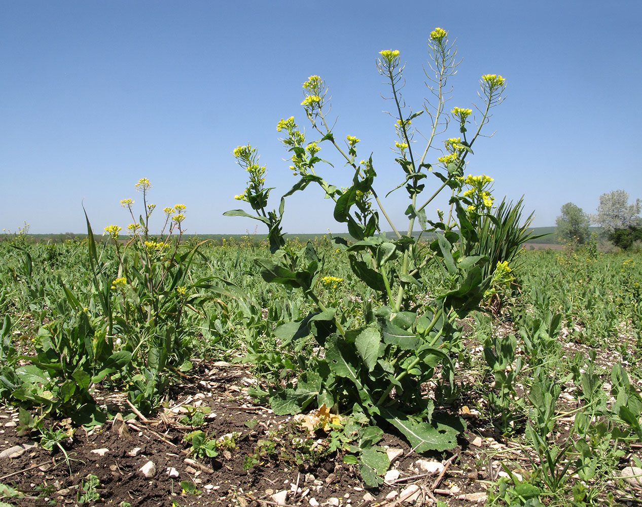 Изображение особи Brassica campestris.