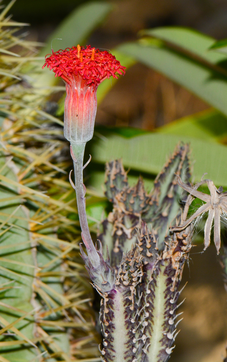 Изображение особи Kleinia stapeliiformis.