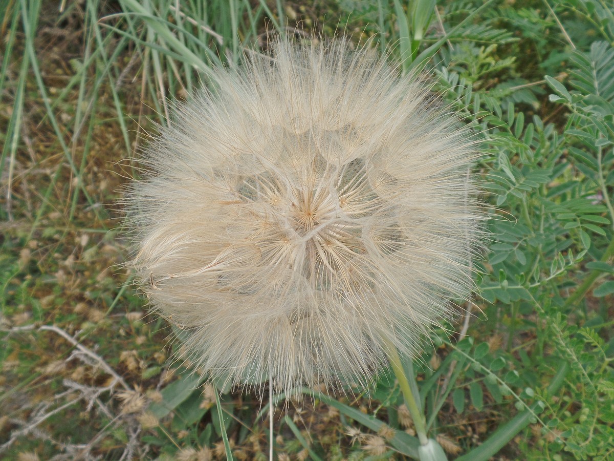 Image of Tragopogon dubius specimen.