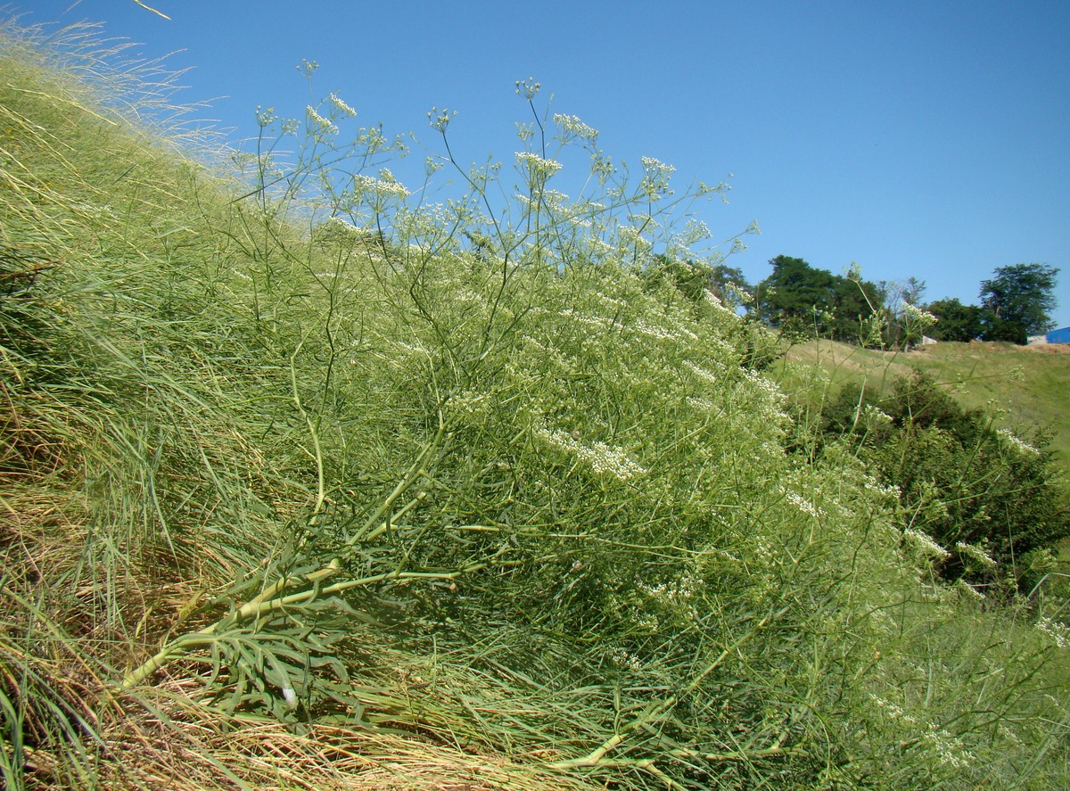 Изображение особи Falcaria vulgaris.