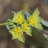 Bupleurum rotundifolium