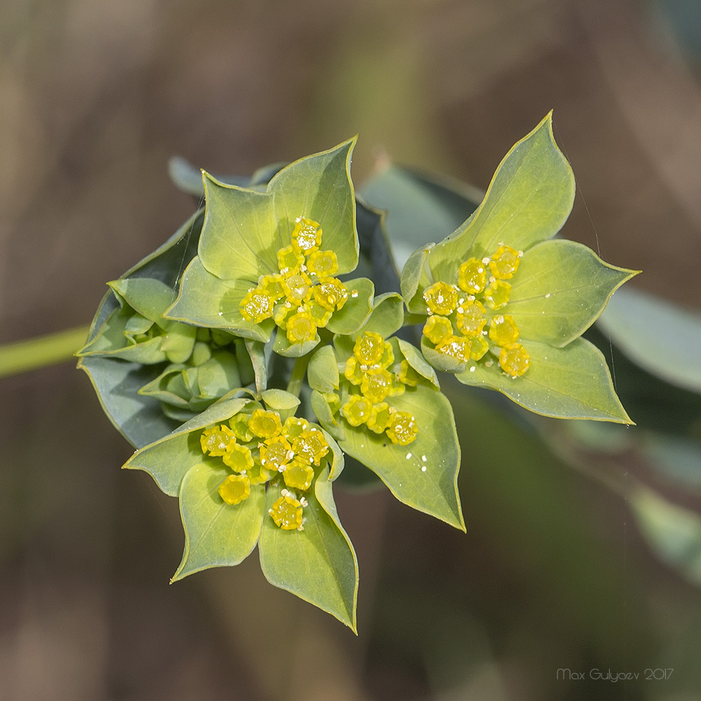 Изображение особи Bupleurum rotundifolium.