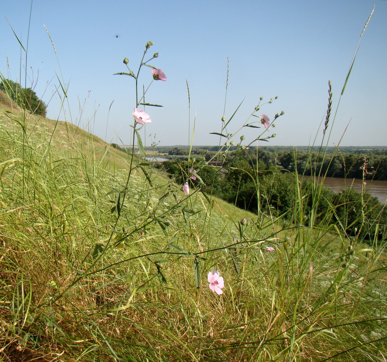 Image of Althaea cannabina specimen.