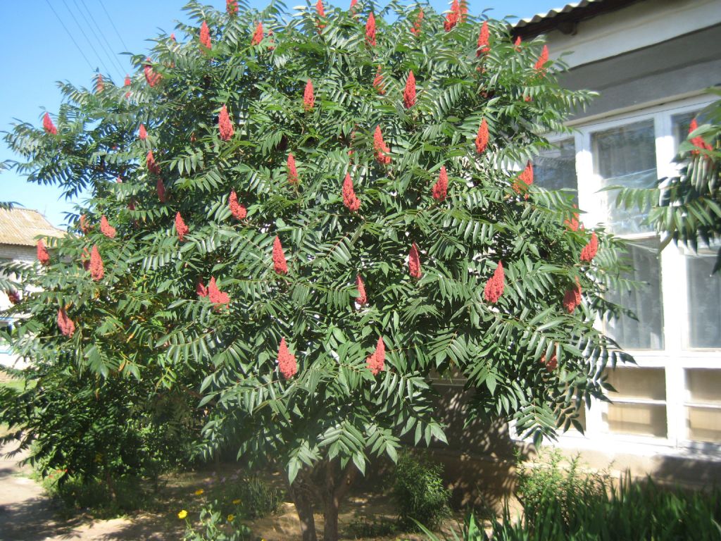 Image of Rhus typhina specimen.